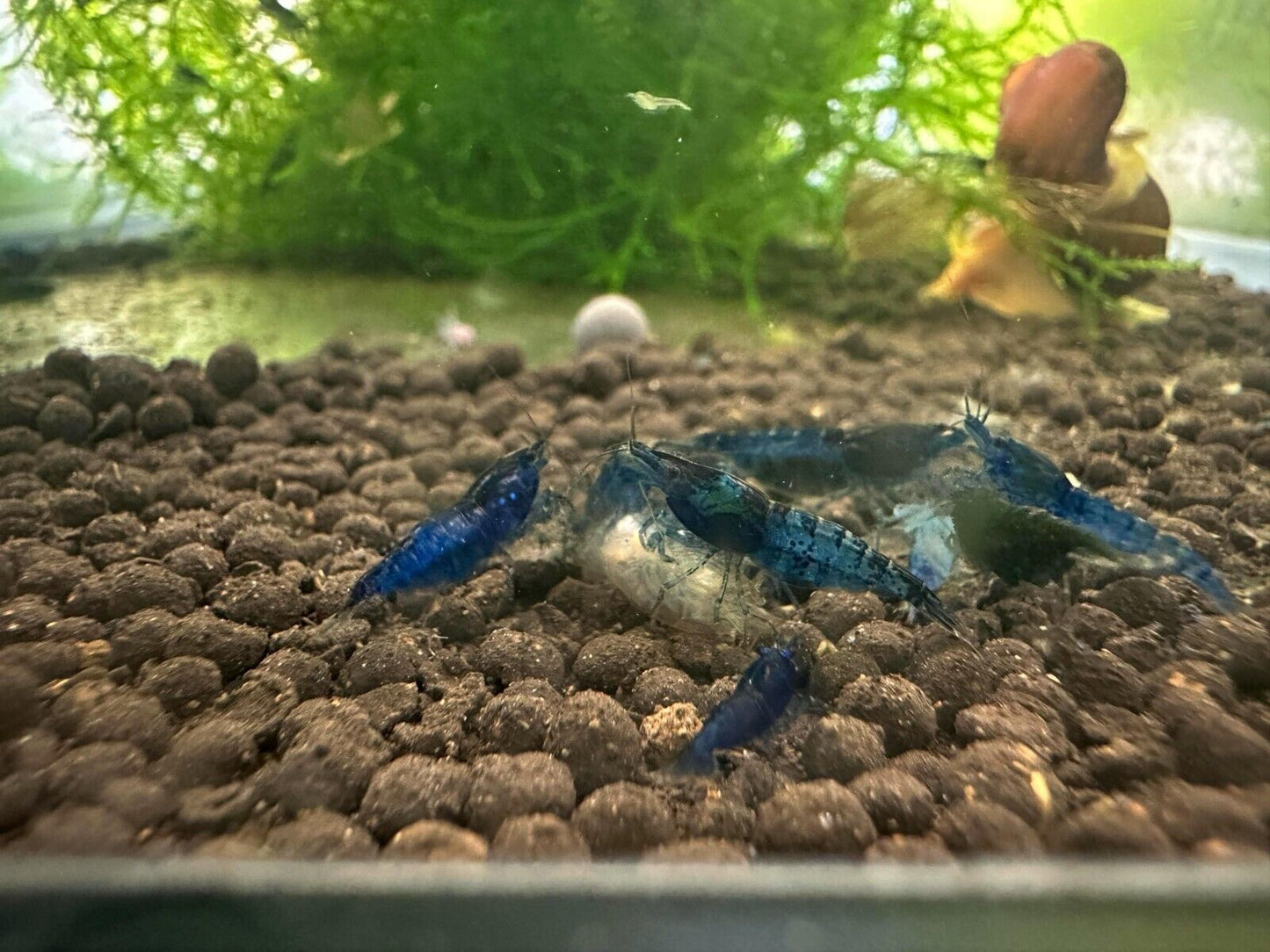 Blue Dream Neocaridina Shrimp - 10 Pack +