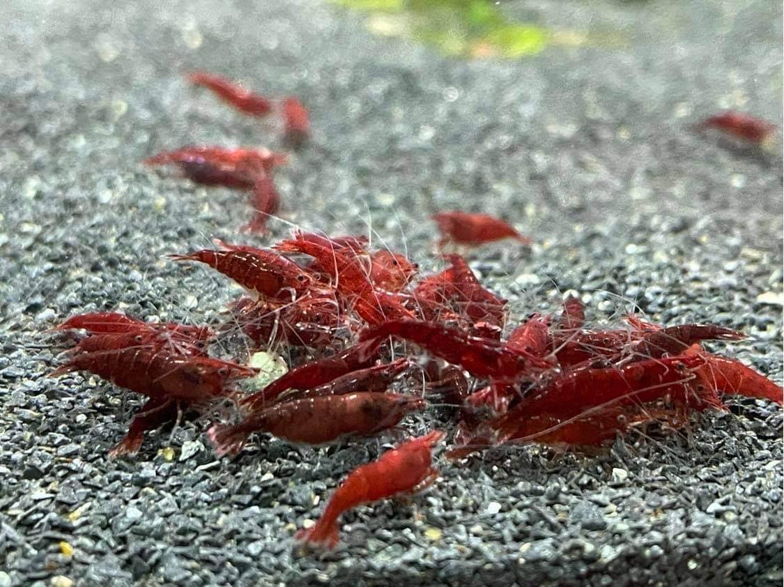 Fire Red Shrimp - 10 Pack +