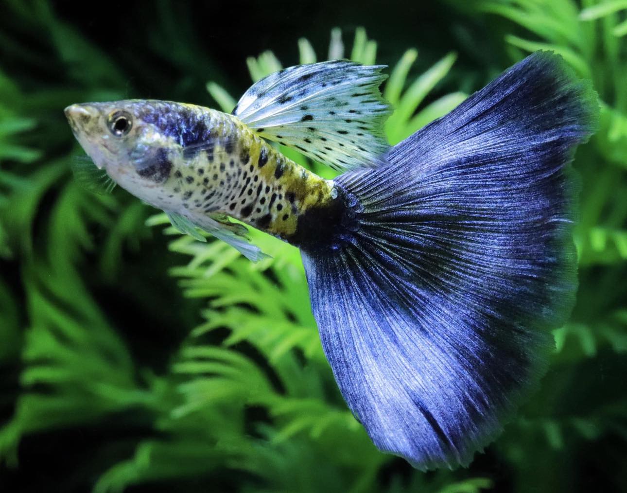 Galaxy Blue Tail Guppies TRIO - 1 Male 2 Female