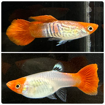 Koi Cobra Guppies TRIO - 1 Male 2 Female