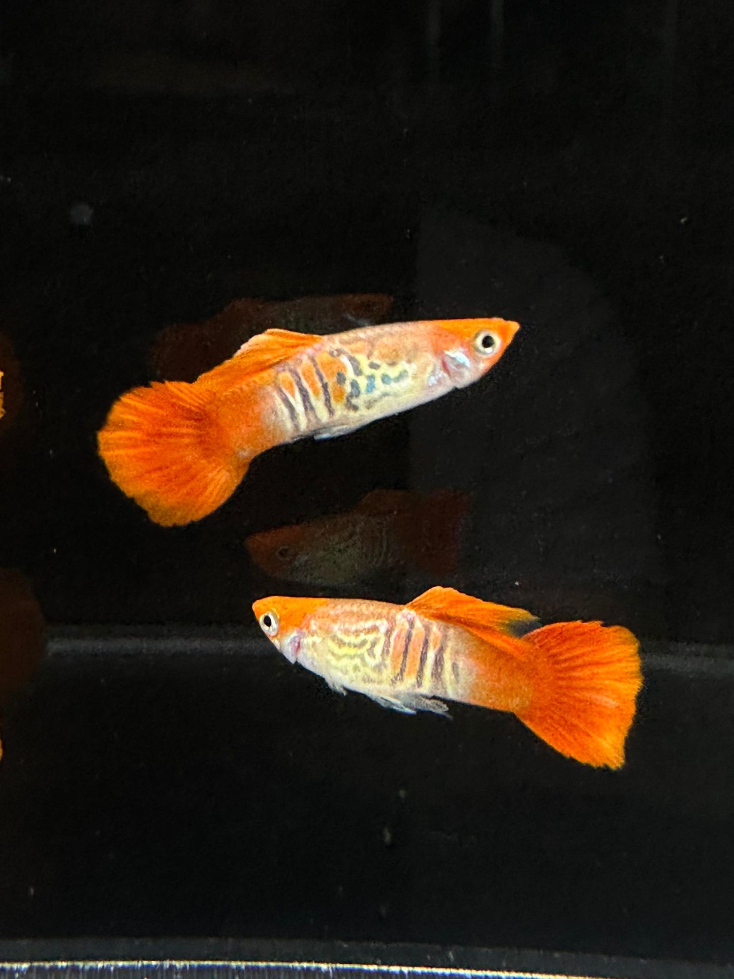 Koi Cobra Guppies TRIO - 1 Male 2 Female