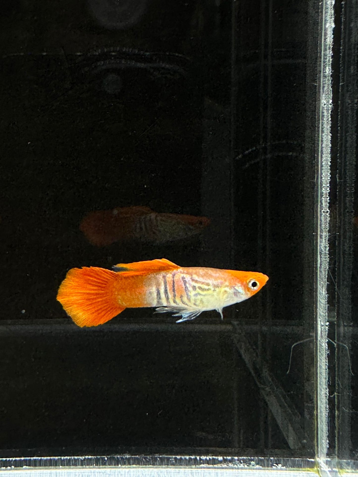 Koi Cobra Guppies TRIO - 1 Male 2 Female