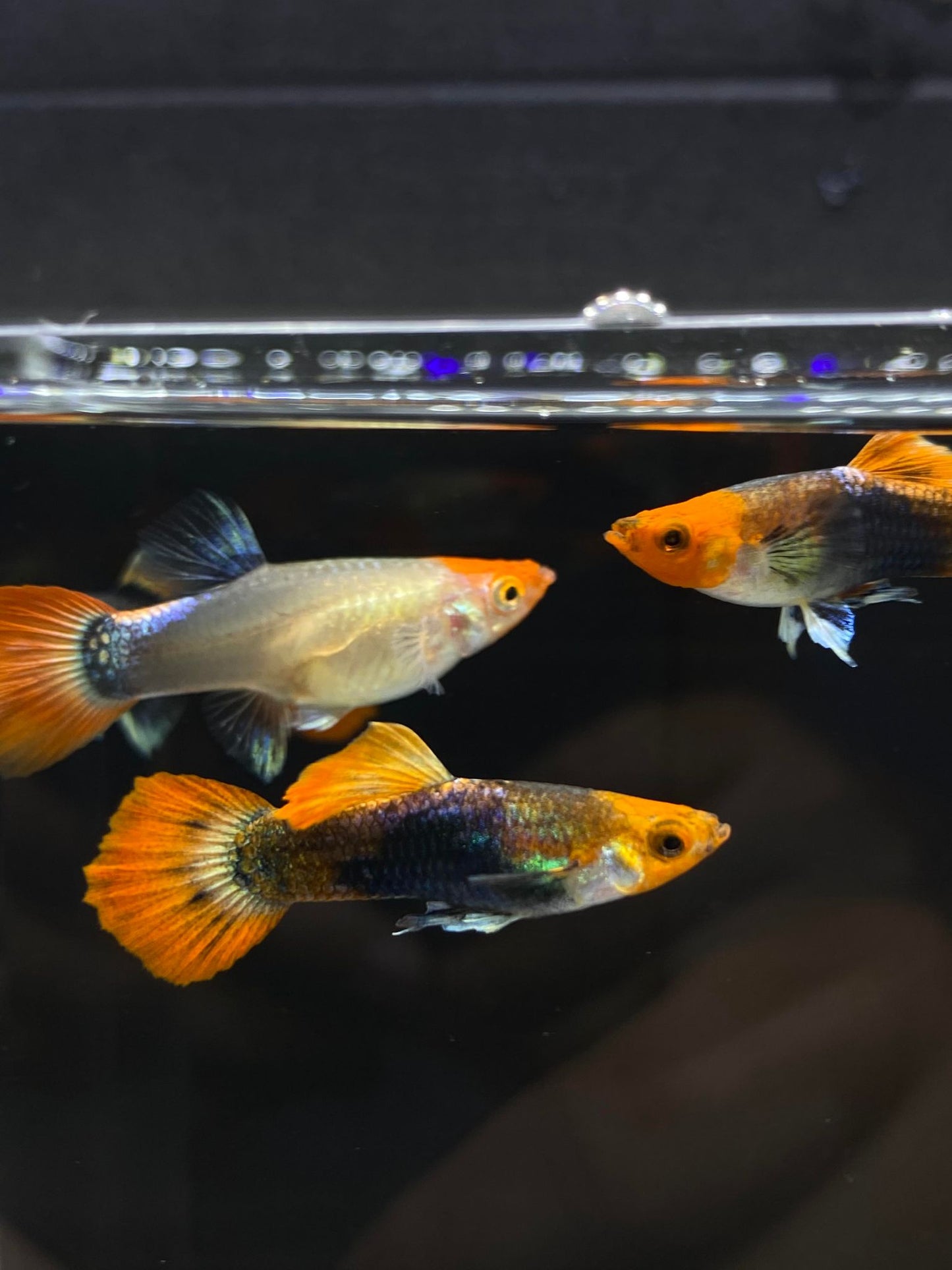 Koi Tuxedo Guppies TRIO - 1 Male 2 Female