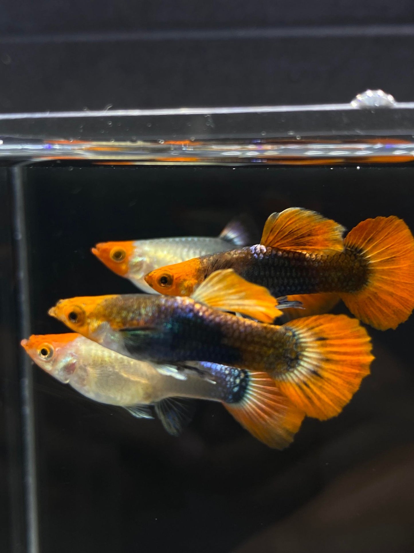 Koi Tuxedo Guppies TRIO - 1 Male 2 Female