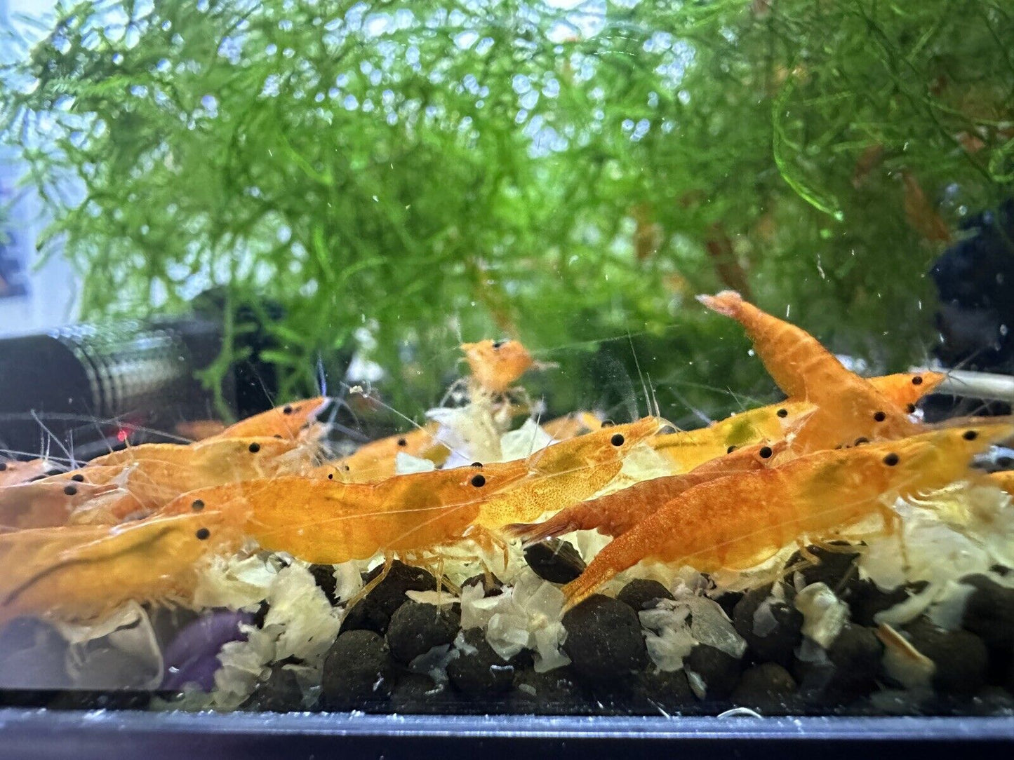 Orange Sunkist Neocaridina Shrimp - 10 Pack +