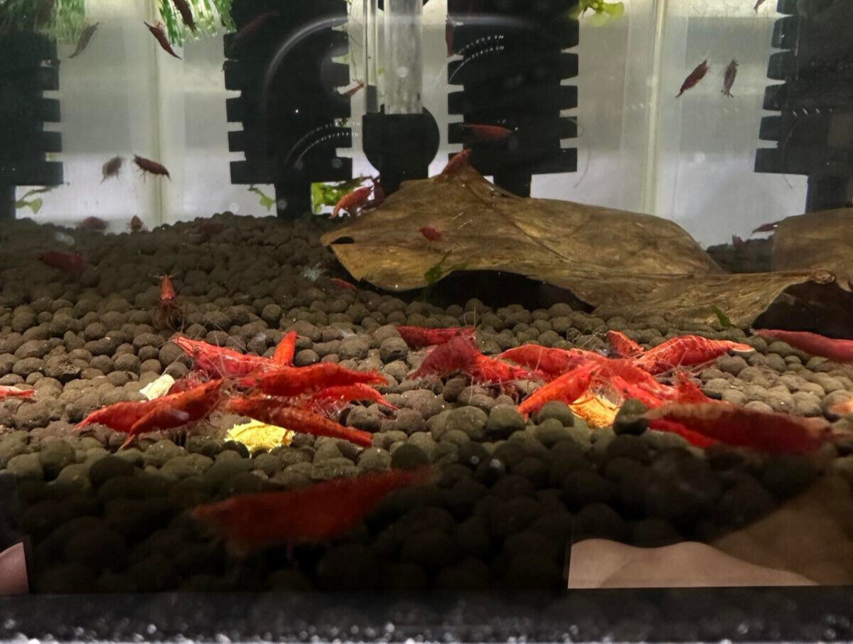 Fire Red Shrimp - 10 Pack +