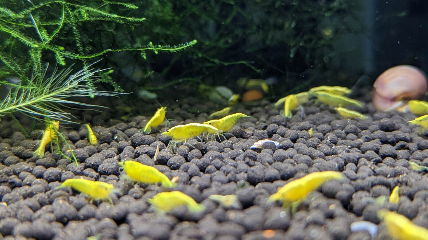 Yellow Goldenback Shrimp - 10 Pack +