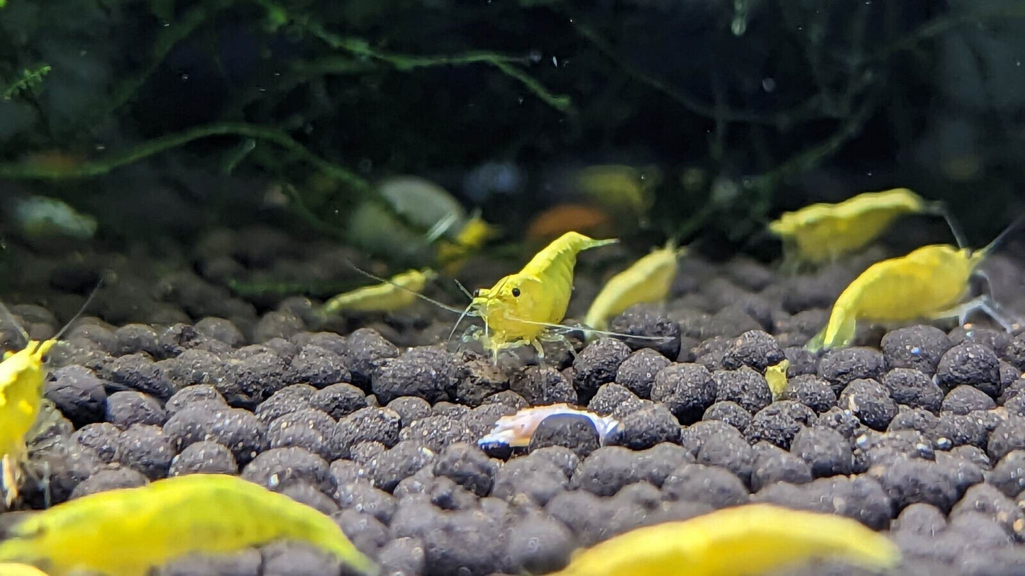 Yellow Goldenback Shrimp - 10 Pack +